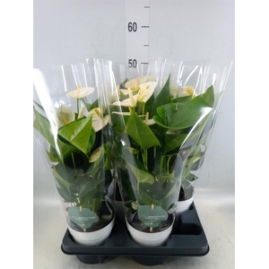 Anthurium andr. 'Cocos'