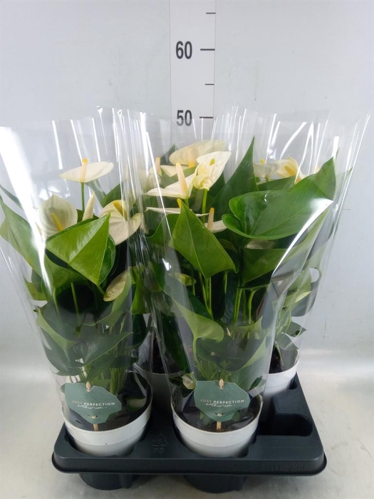 <h4>Anthurium andr. 'Cocos'</h4>