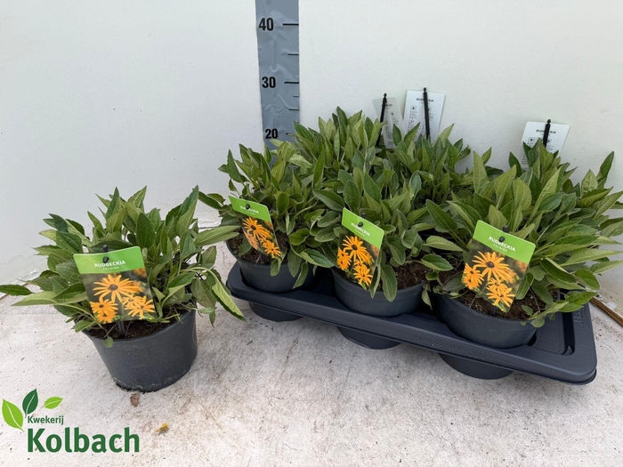 <h4>RUDB FU GOLDSTURM</h4>