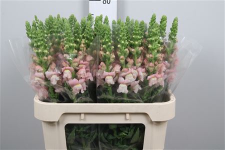 <h4>Antir Avignon Pink</h4>