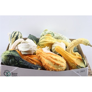 Sier Cuc P Indian Mix X20