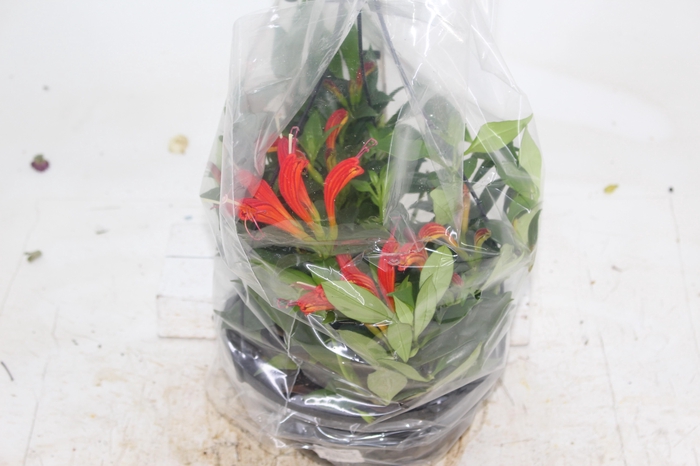 <h4>AESCHYNANTHUS SPECIOSUS C21</h4>