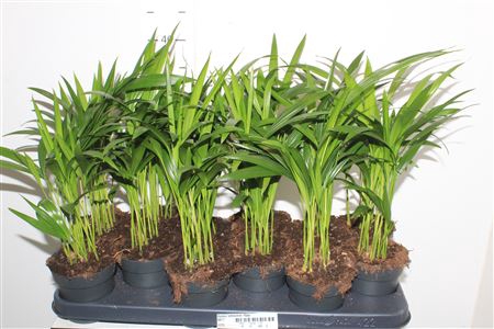 <h4>Dypsis Lutescens 10pp</h4>