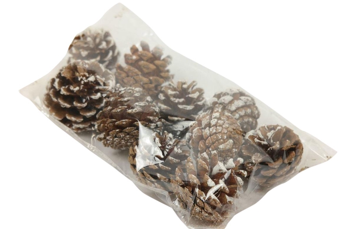 Pinecone Silvester 200g