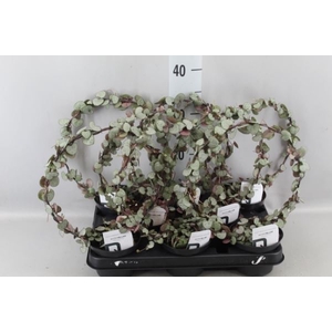 Ceropegia woodii ssp. woodii