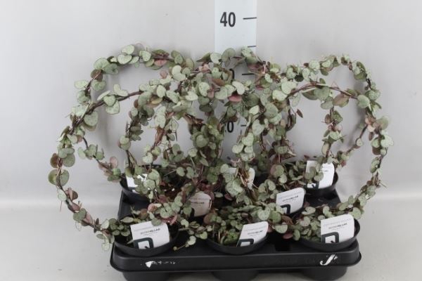 <h4>Ceropegia woodii ssp. woodii</h4>