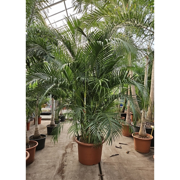 <h4>Dypsis lutescens</h4>