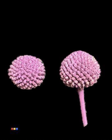 <h4>Craspedia Klb Lila</h4>