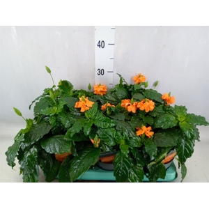 Crossandra infundib. 'Fortuna'