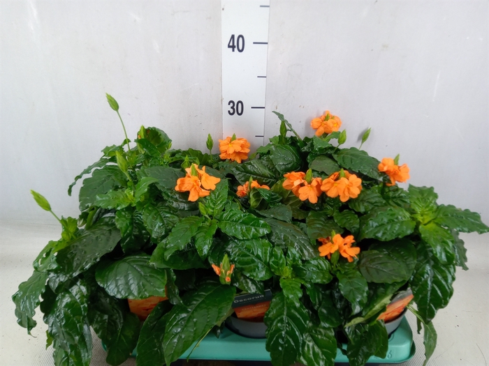 <h4>Crossandra infundib. 'Fortuna'</h4>