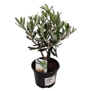 OLEA EUROPAEA