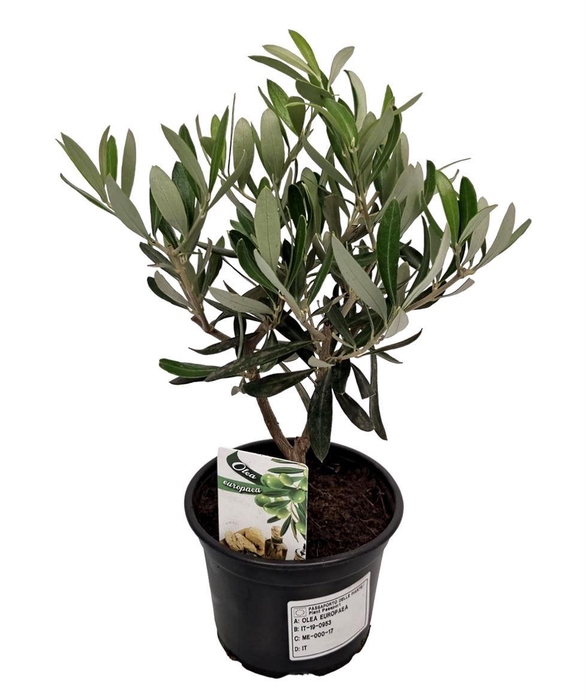 <h4>OLEA EUROPAEA</h4>