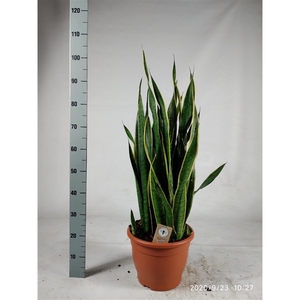 Sansevieria trifasciata 'Laurentii' 100cm