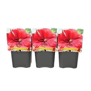 Hibiscus Moscheutos Caroussel Geant Red C5