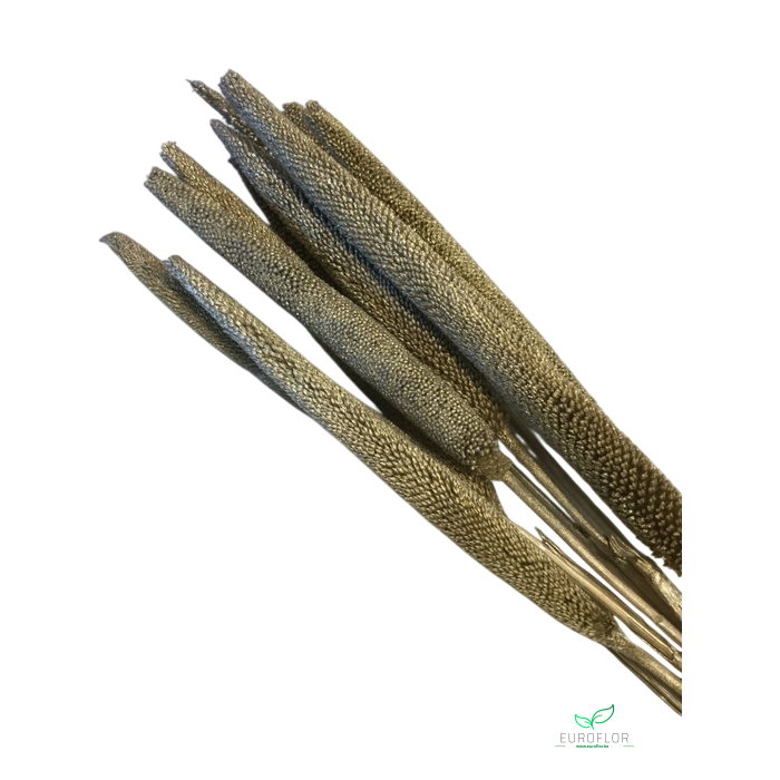 <h4>DRIED FLOWERS - BABALA PLATINUM 10PCS 70-75 CM</h4>