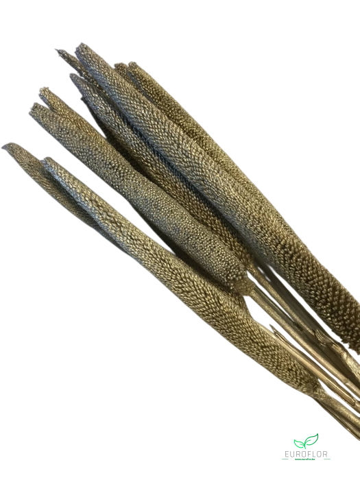 DRIED FLOWERS - BABALA PLATINUM 10PCS 70-75 CM