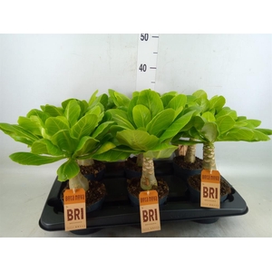 Brighamia ins. 'Hawaiian Palm'