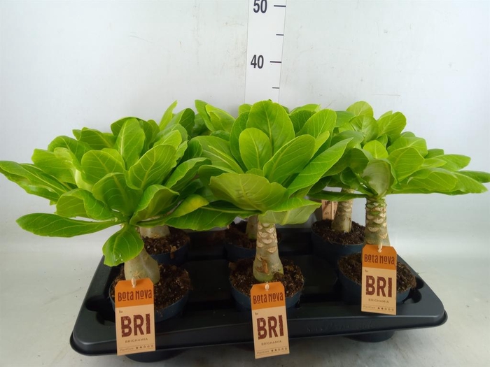 <h4>Brighamia ins. 'Hawaiian Palm'</h4>