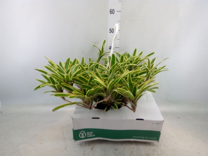 <h4>Neoregelia   ...</h4>