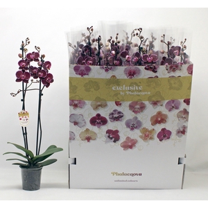 PHAL EL DEBORA