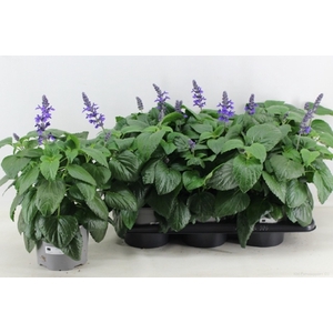 Salvia Mysty Blue 17Ø 40cm