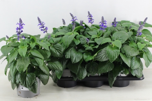 Salvia Mysty Blue 17Ø 40cm