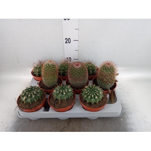 Cactus   ...mix