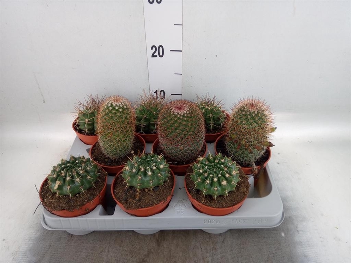 <h4>Cactus   ...mix</h4>