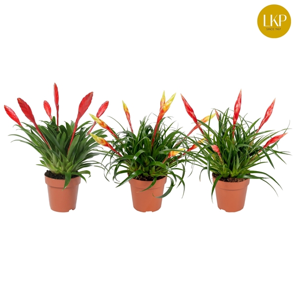 <h4>Vriesea Multiflower gemengd (Met Hoes)</h4>