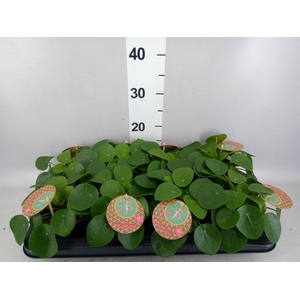 Pilea peperomioides