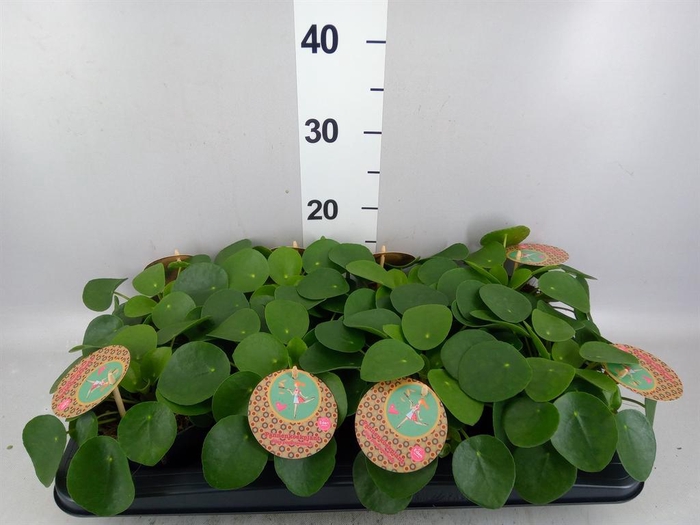 Pilea peperomioides
