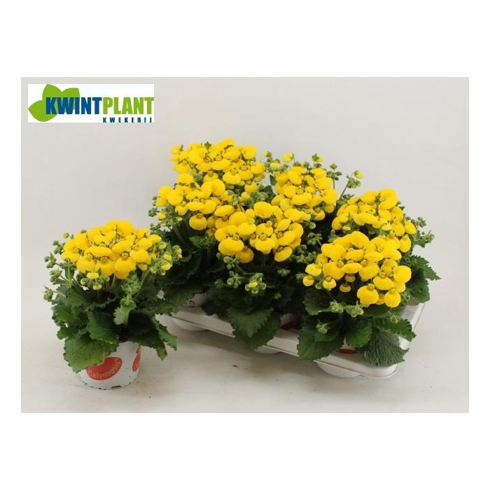 <h4>CALC CAL YELLOW</h4>