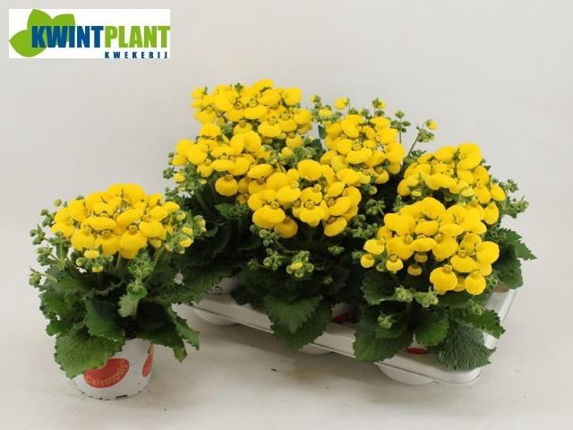 <h4>CALC CAL YELLOW</h4>