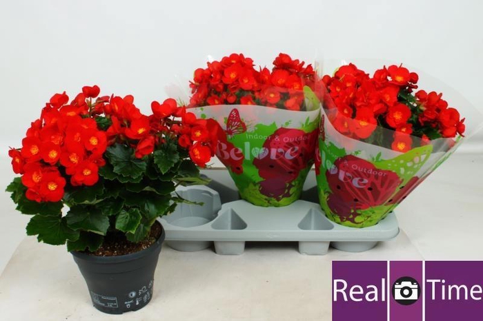 <h4>BEG HL BELOVE RED</h4>