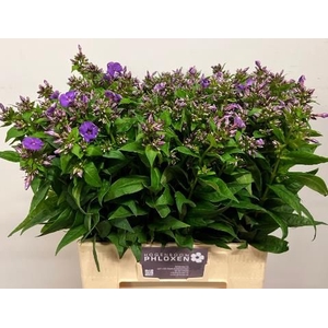 PHLOX P CRISSY