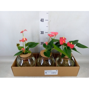 Planten  ..mix