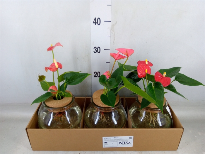 <h4>Planten  ..mix</h4>