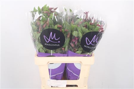 <h4>Clematis Amazing Kyiv Pink</h4>