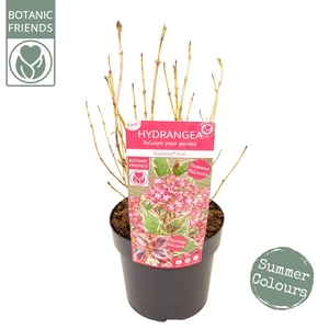 Hydrangea serrata Euphoria 'Pink'