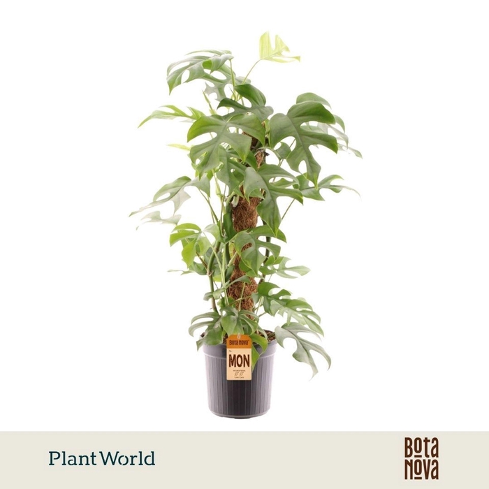<h4>Monstera</h4>