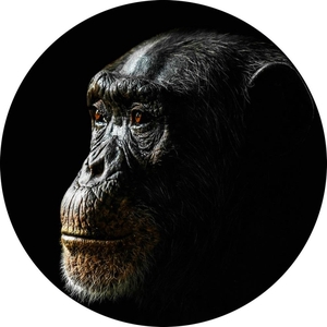 Frame Glass Ø50cm Chimpanzee 9