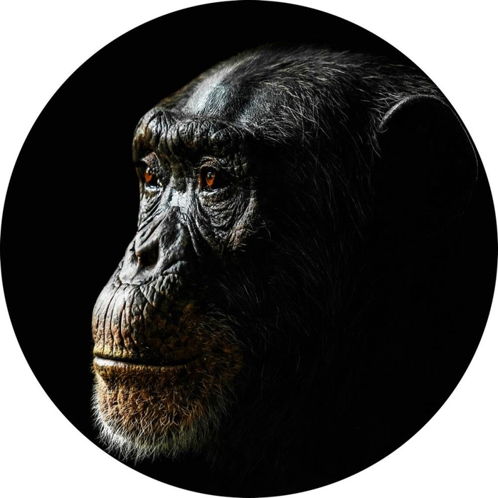 <h4>Frame Glass Ø50cm Chimpanzee 9</h4>