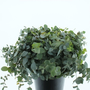 Euca Cinerea P Stem 60cm (10 Stems Per Bunch)