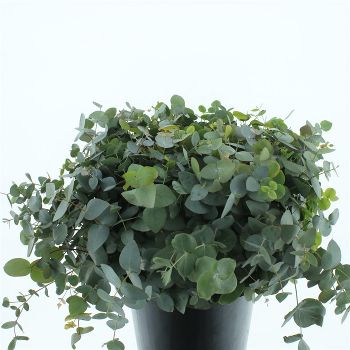 <h4>Euca Cinerea P Stem 60cm (10 Stems Per Bunch)</h4>