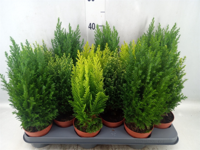 <h4>Conifers   ...mix</h4>