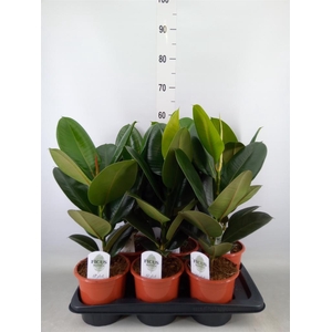 Ficus elastica 'Robusta'