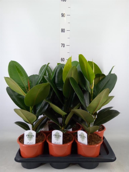 <h4>Ficus elastica 'Robusta'</h4>