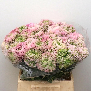 Ran Ponpon Hermione Pink Extra