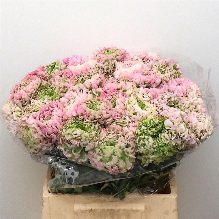 <h4>Ran Ponpon Hermione Pink Extra</h4>