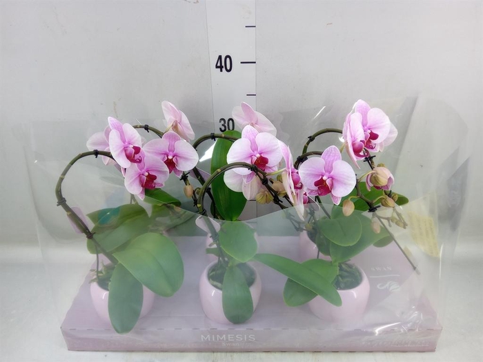 <h4>Phalaenopsis   ...</h4>